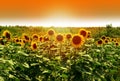 Field of sunflowers under bright sun Royalty Free Stock Photo